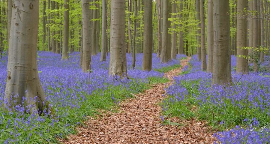 Hallerbos